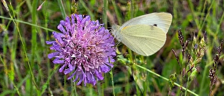 Motyl, którego zna każdy. Bielinek kapustnik skrywa wiele tajemnic