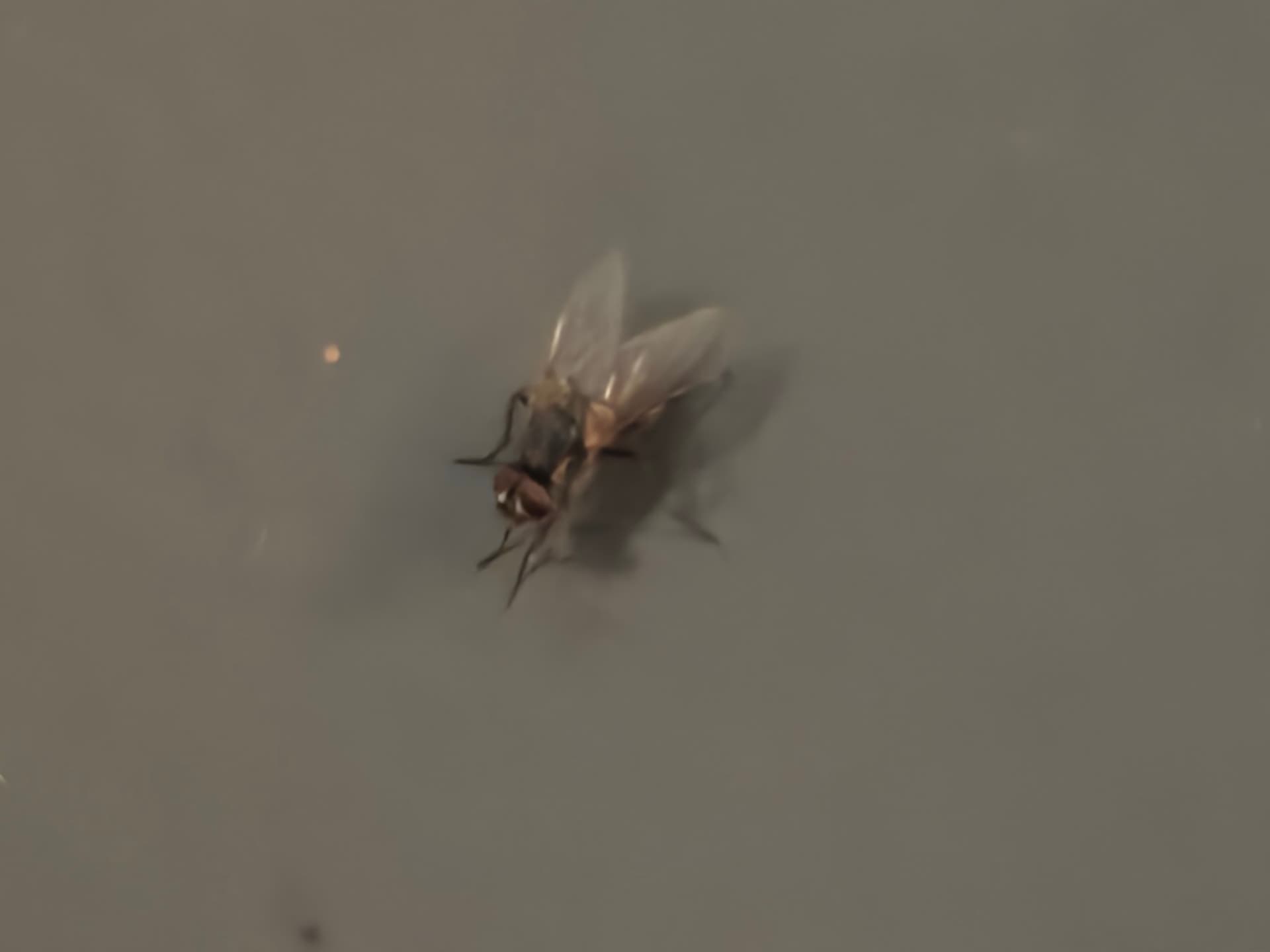 Muchy w domu nie dają spokoju? Oto 7 humanitarnych sposobów, by pozbyć się ich bez zabijania