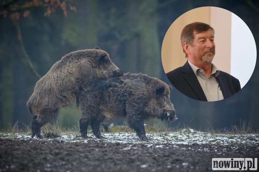 Myśliwi odstrzelili prawie pół tysiąca dzików w powiecie raciborskim