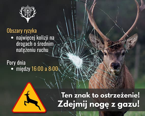 Myśliwi z apelem do kierowców: zdejmij nogę z gazu