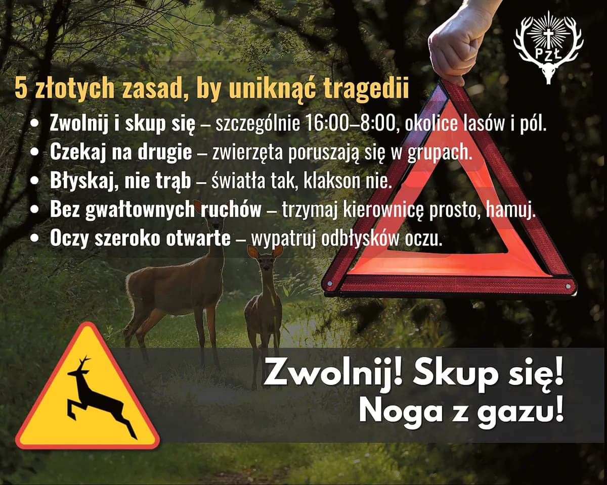 Myśliwi z apelem do kierowców: Zdejmij nogę z gazu
