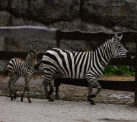 Narodziny w ogrodzie zoologicznym w Zamościu