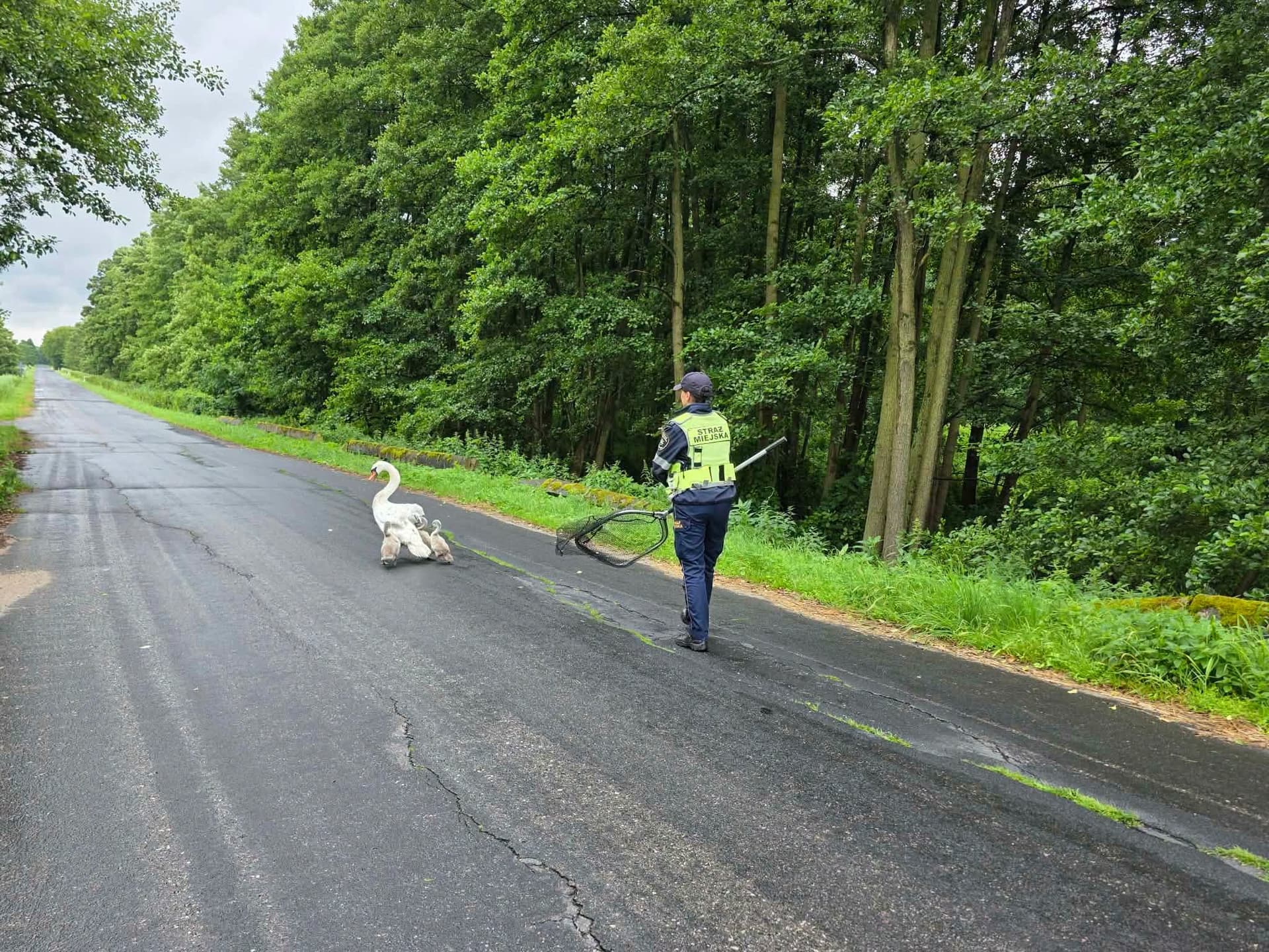 Niecodzienna interwencja strażników. Uratowali łabędzicę z młodymi