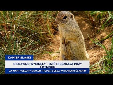 Niedawno wyginęły - dziś mieszkają przy lotnisku