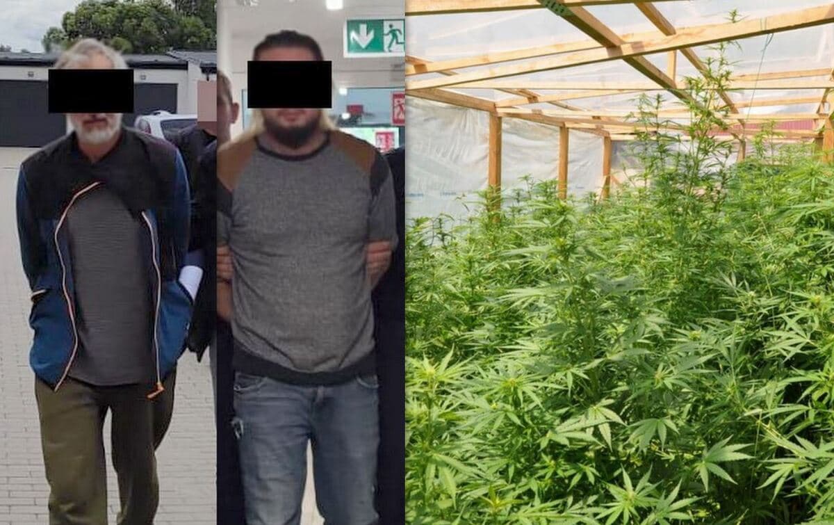 Nielegalna plantacja konopi w gminie Turobin. Policja zabezpieczyła 300 roślin i 12 kilogramów suszu