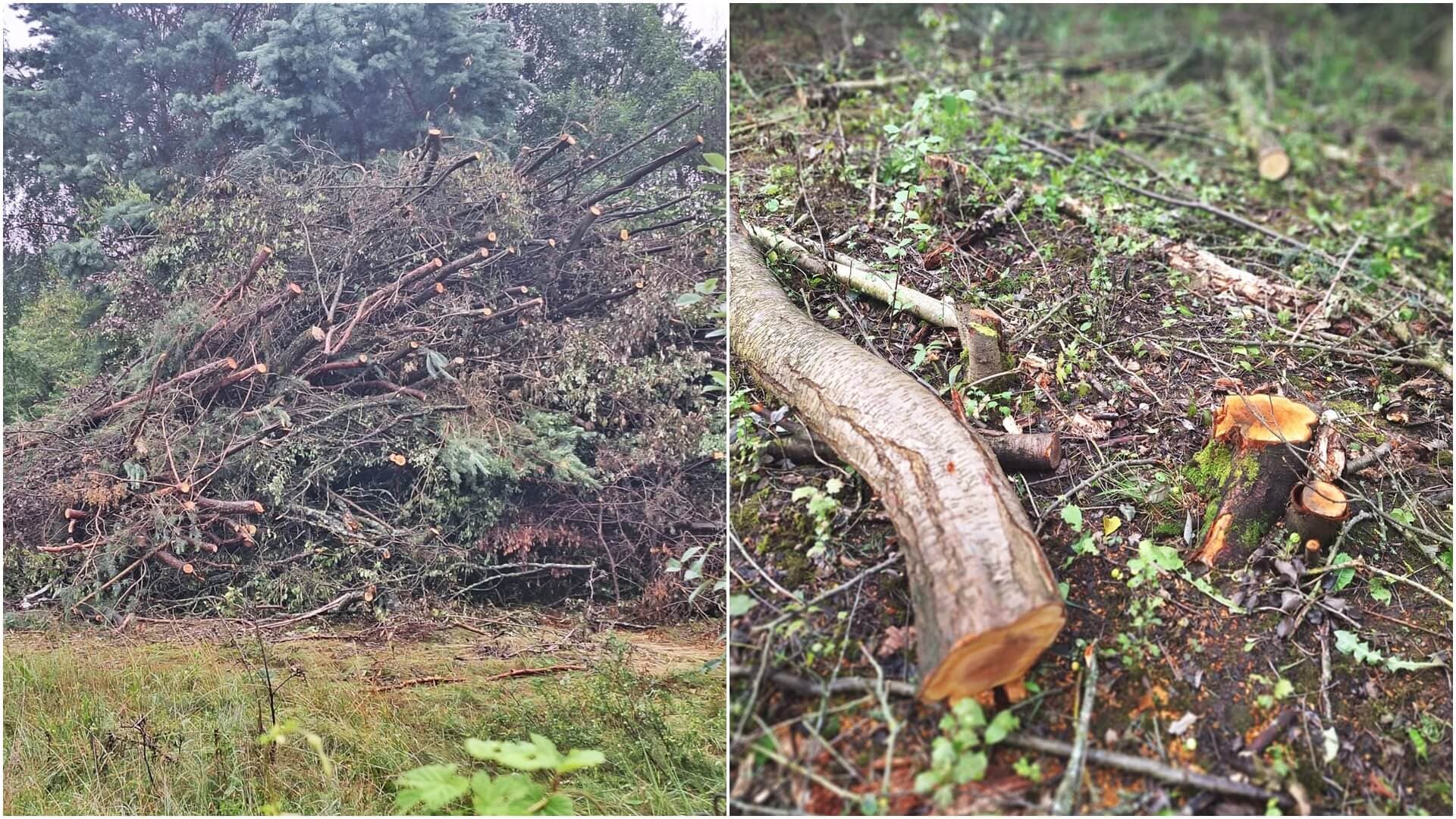 Nielegalna wycinka drzew pod nowe osiedle? Mieszkańcy Wygody są zaniepokojeni