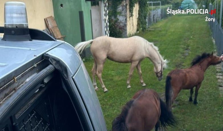 Nietypowa interwencja strażaków w Gamowie… Koń wpadł do studni