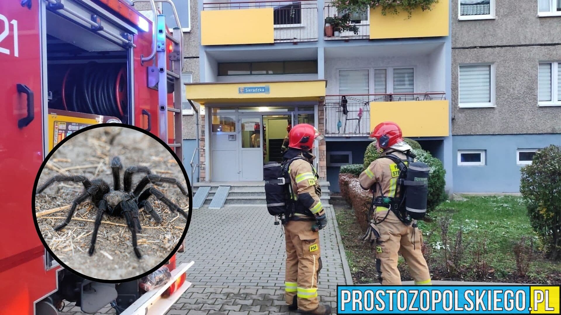 Nietypowe zgłoszenie na 112 w Opolu. Ptasznik uciekł z terrarium i schował się…