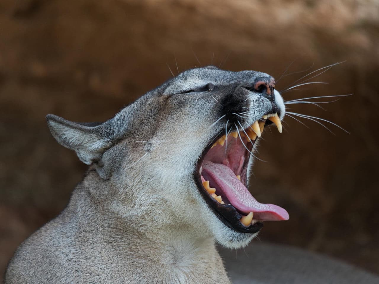 Nietypowy gość Dzika puma grasuje pod Koszalinem! Władze podniosły alarm