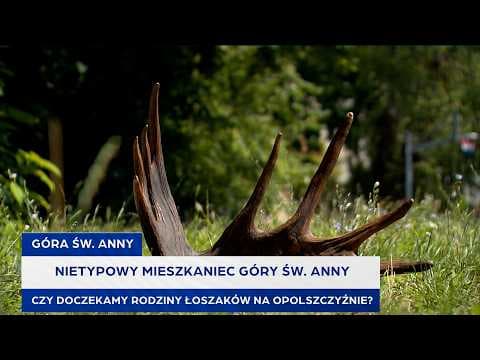 Nietypowy mieszkaniec Góry Św. Anny. Czy doczekamy rodziny łoszaków na Opolszczyźnie?