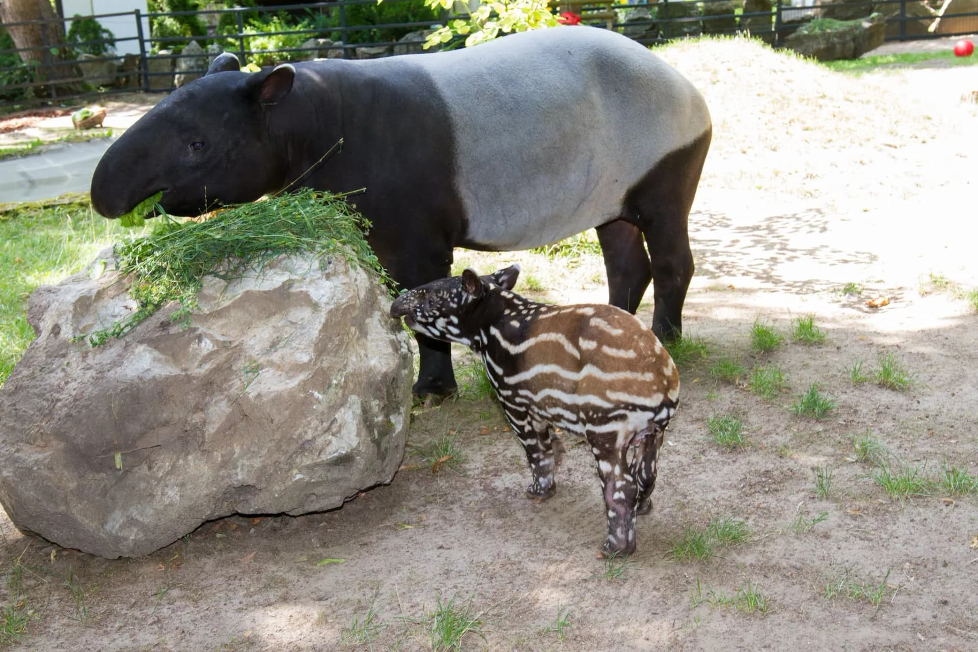 Niezwykłe narodziny w płockim zoo! Pierwsze takie w Polsce!