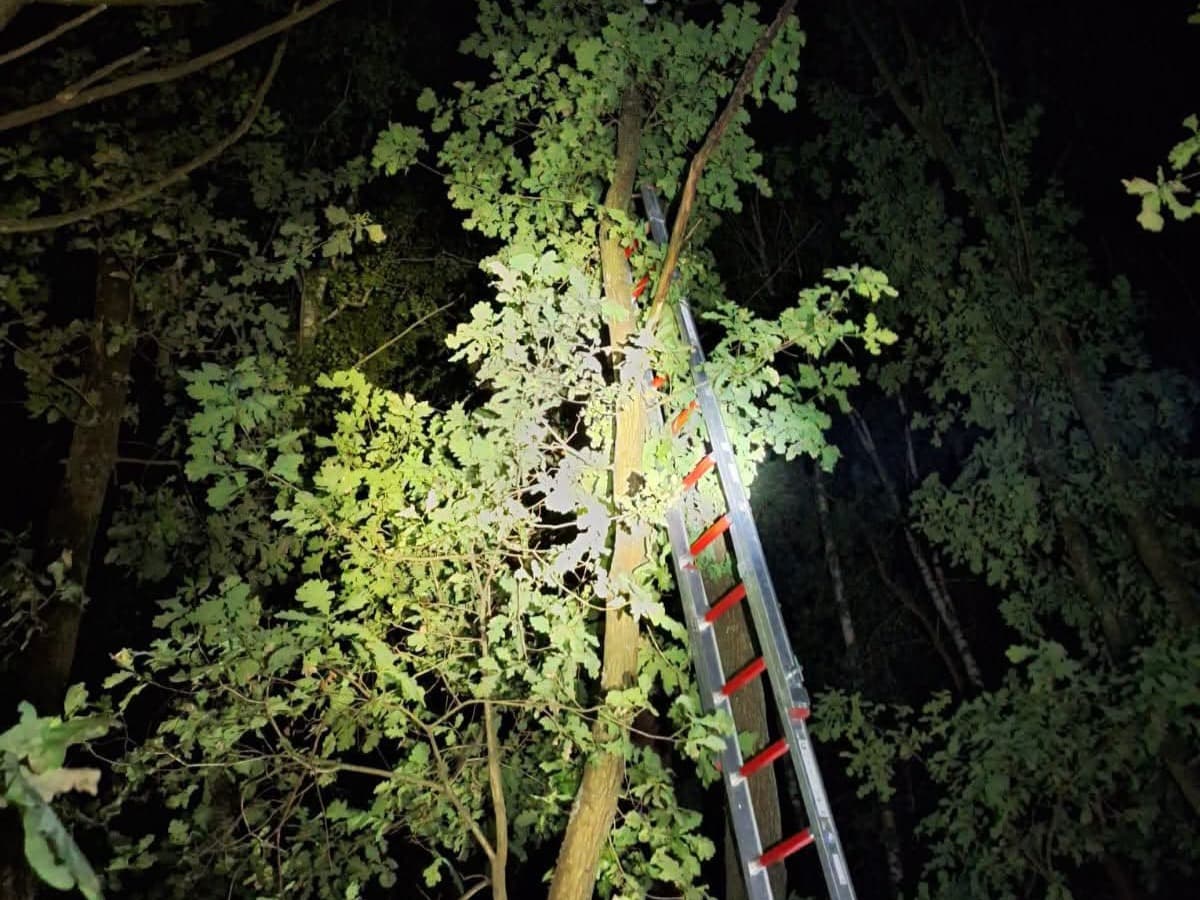 Nocna akcja strażaków w Czerwonej Woli. Ściągali kota z wysokiego drzewa