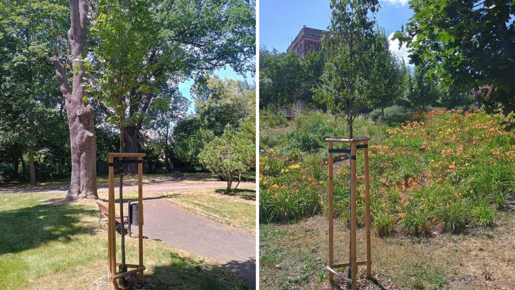 Nowe drzewa w brzeskich parkach