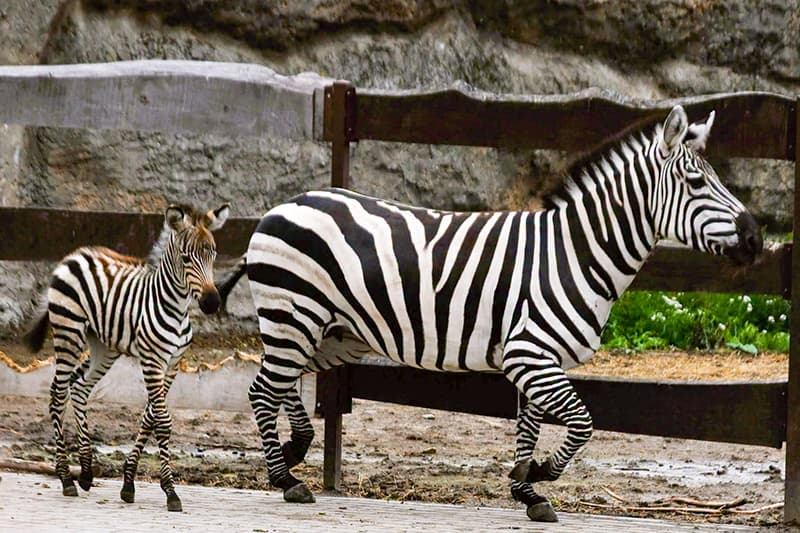 Nowe narodziny w zamojskim ZOO.