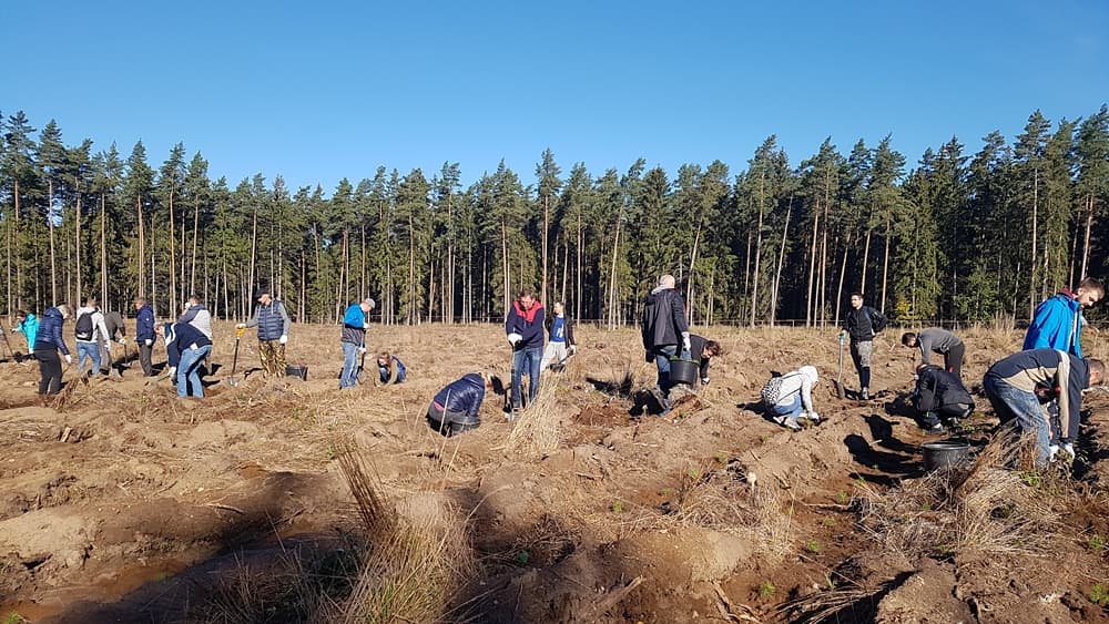 Nowe zalesienia planuje Nadleśnictwo Suwałki