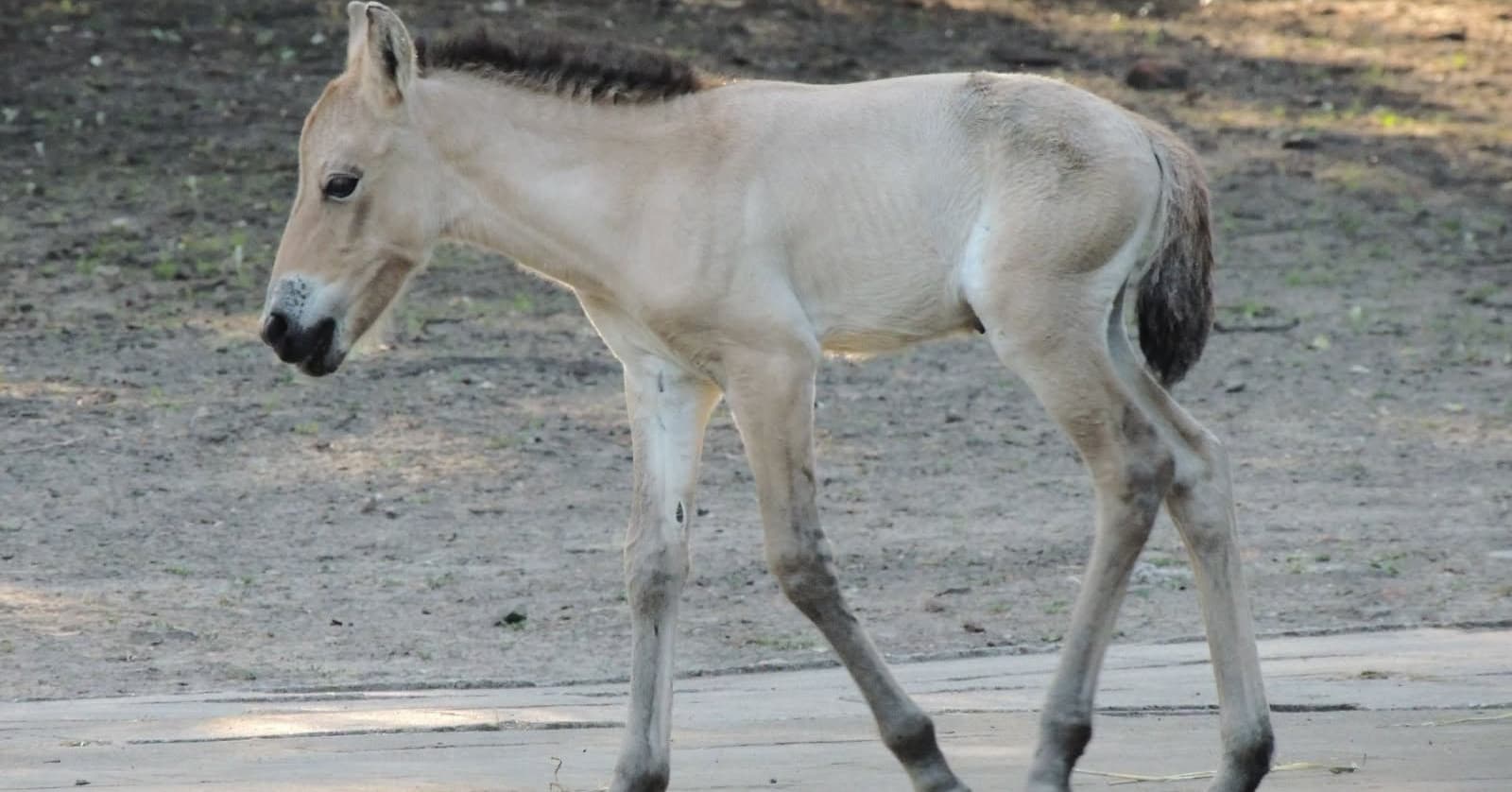 NOWERadość w Warszawskim Zoo. Na świat przyszedł wyjątkowy konik. Możesz nadać mu imię