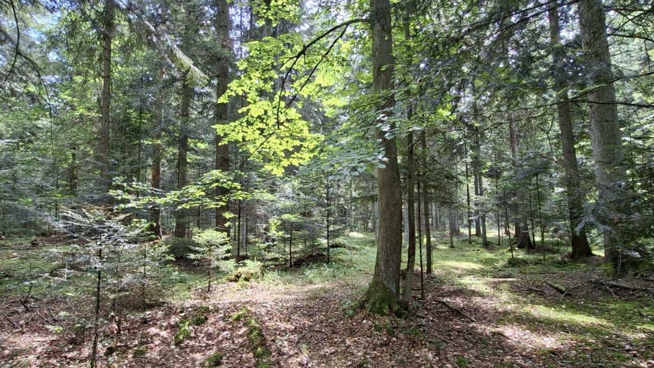 Nowy rezerwat w Nadleśnictwie Zagnańsk 20