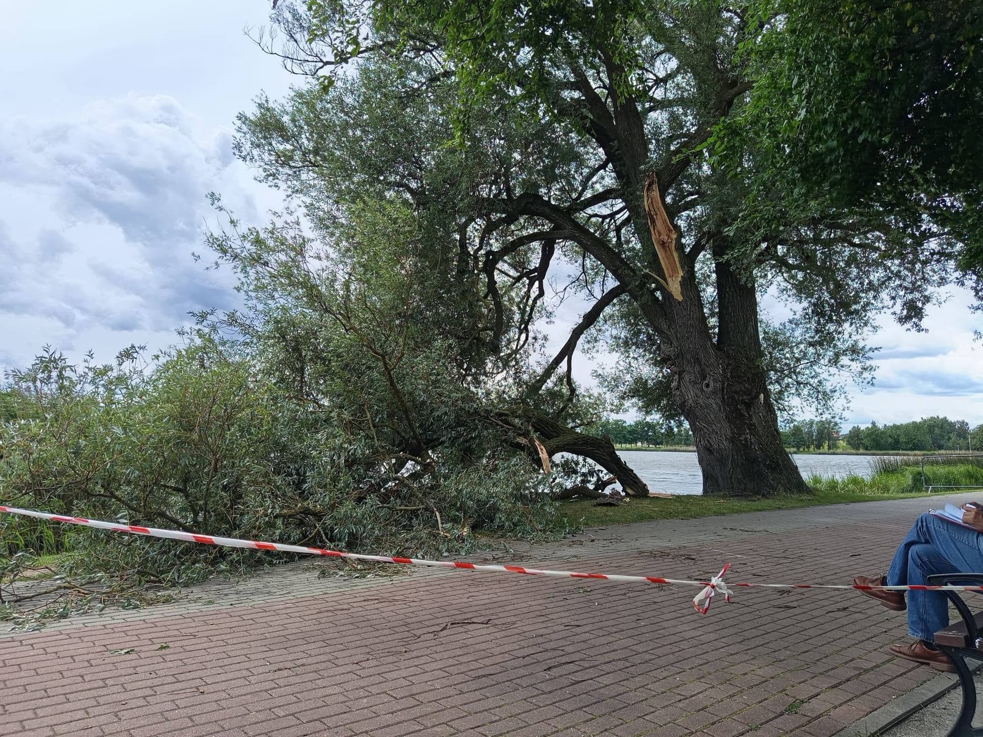 Odłamał się konar pomnikowej wierzby nad Arkadią