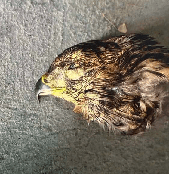 Odpowie za zabicie jastrzębia. Kara może być bardzo dotkliwa