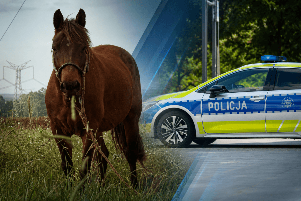 OstrołękaNA SYGNALENietypowa interwencja w Ostrołęce. Policja kontra... konie 0