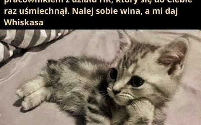 Oto najlepsze memy o kotach. Kocie łakocie - gdzie kocia saszeta??? Te kocie obrazki rozbawią Was do łez