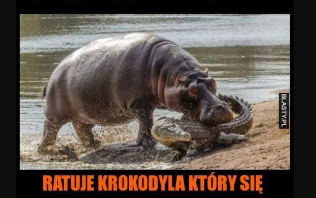 Oto najśmieszniejsze MEMY ze zwierzętami. Rozbawią każdego. Koty, psy i inne zwierzęce gwiazdy Internetu