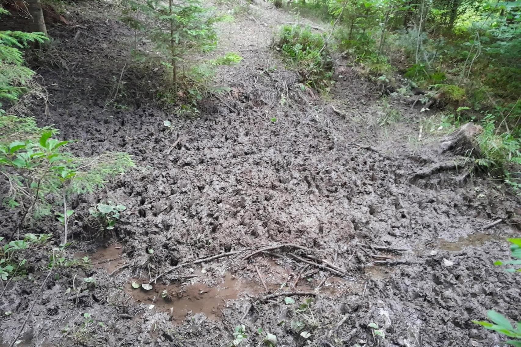 Owce zniszczyły fragment lasu. Baca z Podhala dostał mandat