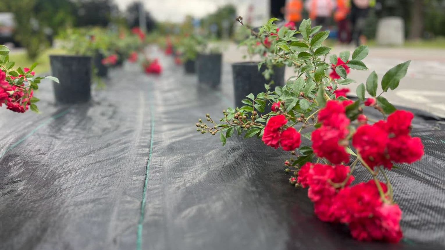 Pancerne róże z Holandii przejmują Zamość. Ruszyła florystyczna rewolucja