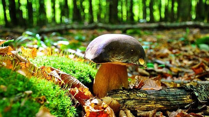 Pierwszy wysyp grzybów w powiecie zwoleńskim. Policja wydała pilny komunikat!