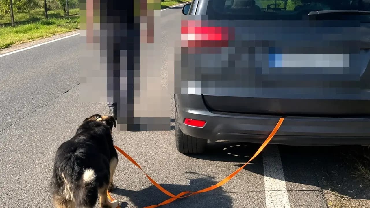 Pies ciągnięty przy samochodzie? Co naprawdę wydarzyło się w Zebrzydowej