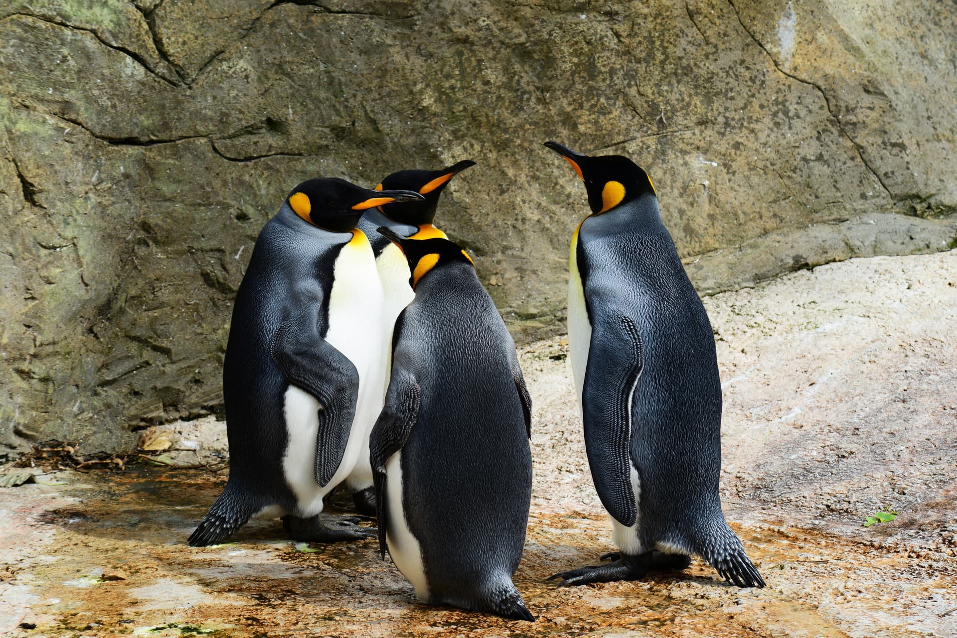 Pingwiny zamiast fok. Wielka zmiana w Nowym Zoo w Poznaniu Poznań