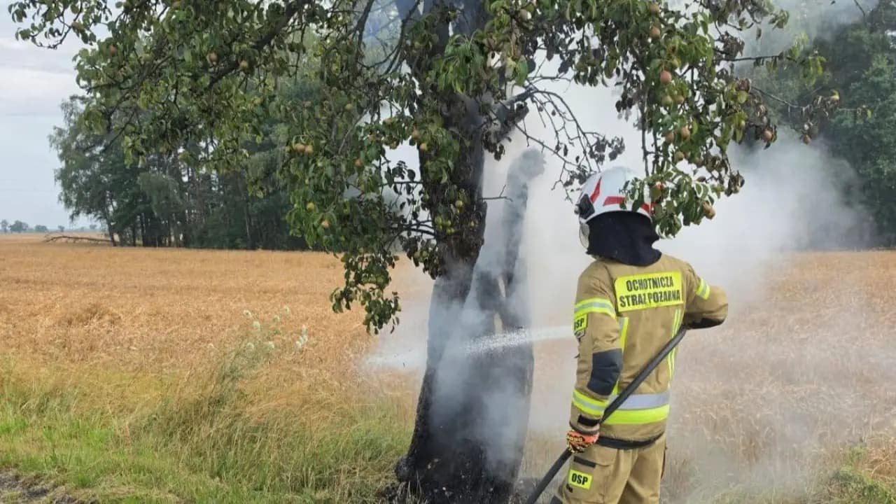 Piorun uderzył w drzewo. Ogień mógł błyskawicznie przenieść się na pole ze zbożem