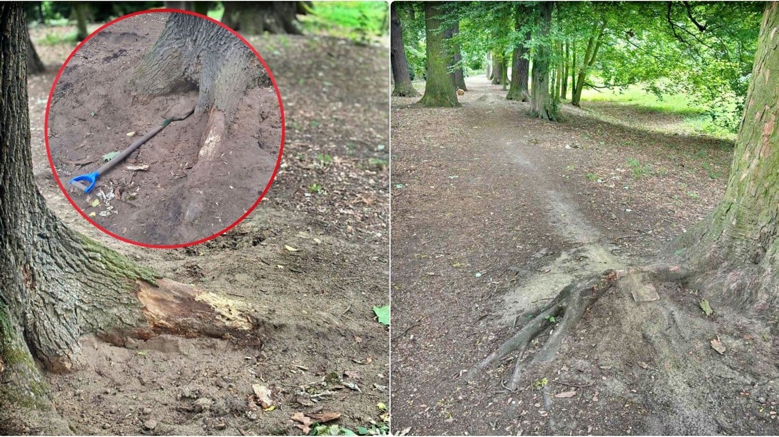 Planty to nie tor rowerowy! Niszczenie drzew to przestępstwo przeciwko wspólnej przestrzeni. ZDJĘCIA