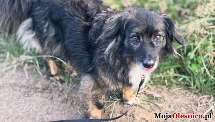 Po śmierci ukochanej właścicielki trafiła do budy! Adoptuj Misię i daj jej szansę na lepsze życie