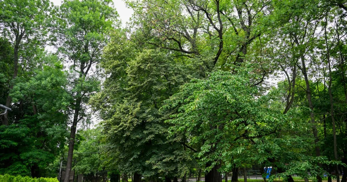 Ponad 100 drzew zniknie z krakowskiego parku? Miejska jednostka złożyła wniosek
