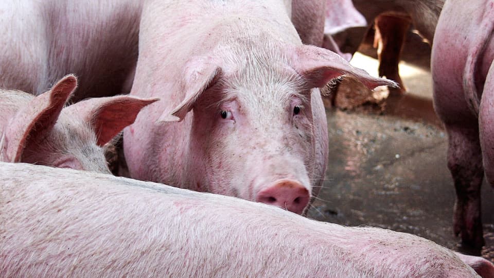 Poważne konsekwencje dla hodowców trzody chlewnej w gminie Świecie
