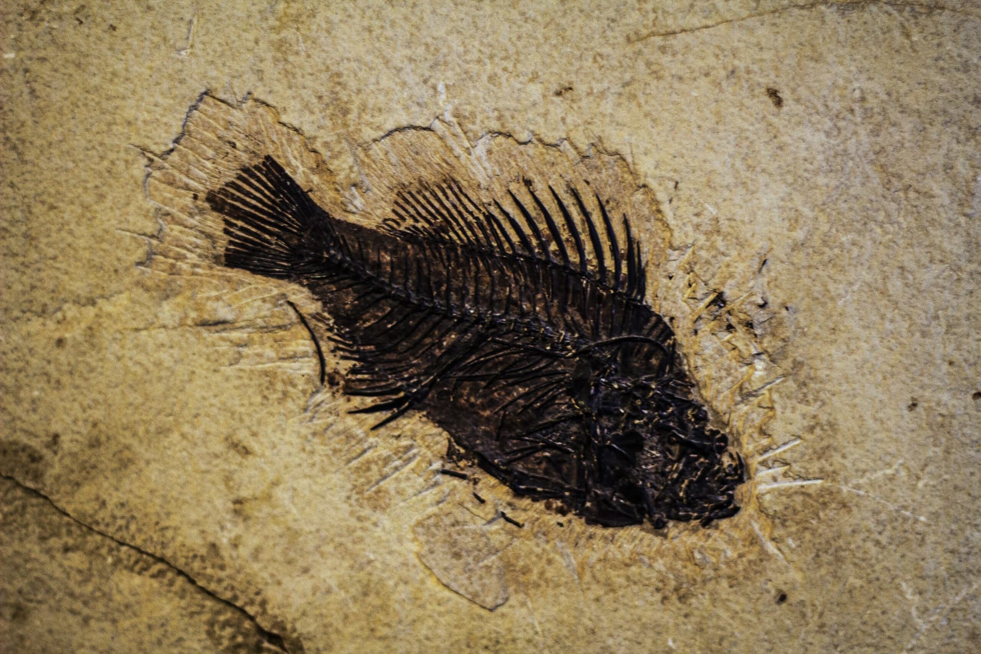 Prehistoryczny gigant w Warszawie. Ponad 2 tysiące osób bierze udział w wyjątkowym projekcie