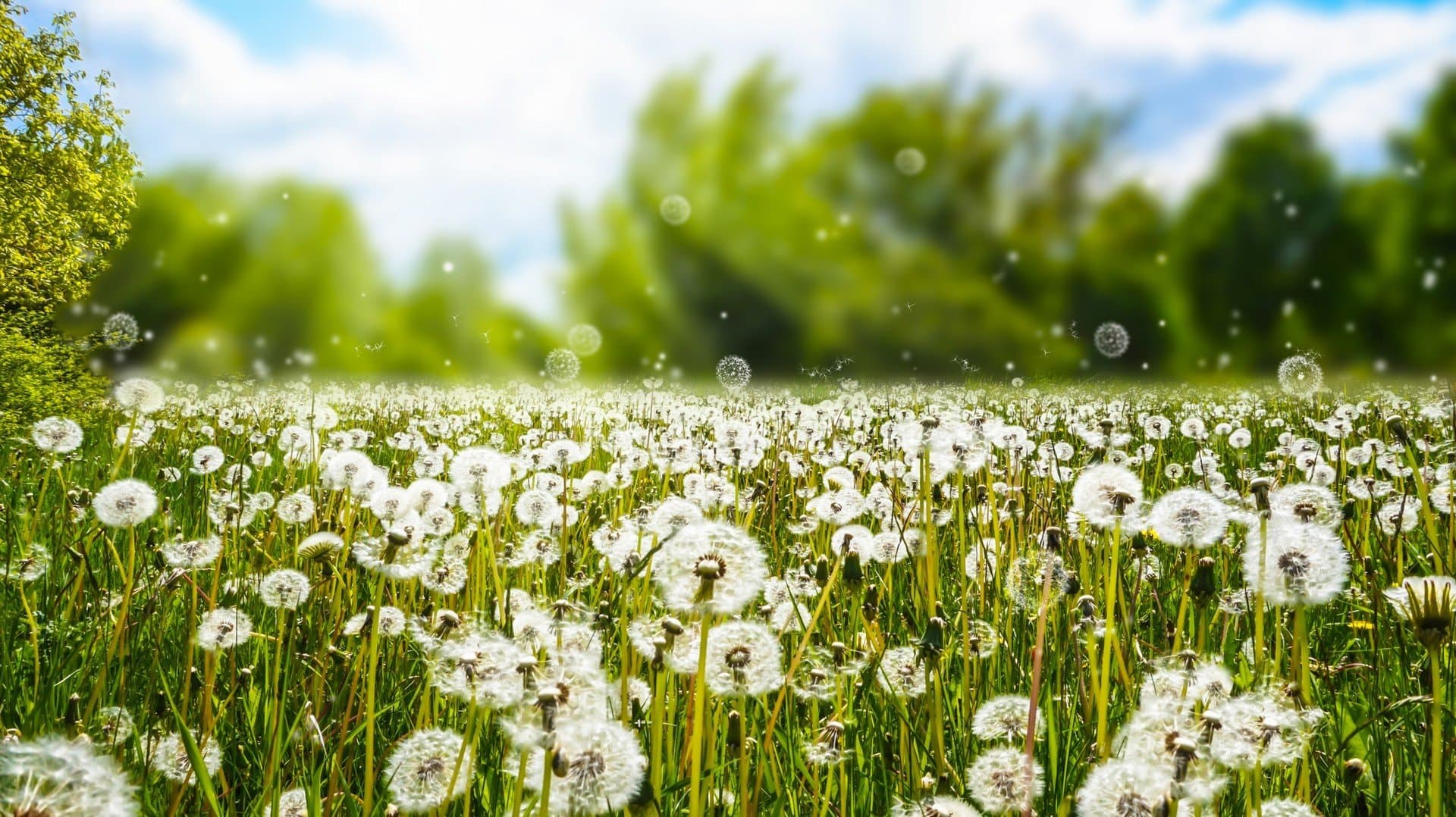 Prognoza pogody dla alergików w Giżycku. Co pyli?