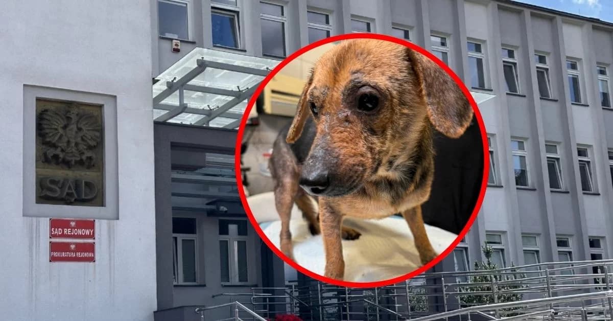 Prokuratura bada sprawę psów z Jagodnika. Sprawdzają, czy doszło do szczególnego okrucieństwa