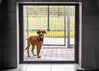 Psitul - przeciwieństwo Bytomia… Na sukces i wiarygodność zabrzańskiego schroniska złożyli się społecznicy z pasją i władze miejskie rozumiejące skalę i specyfikę wyzwań