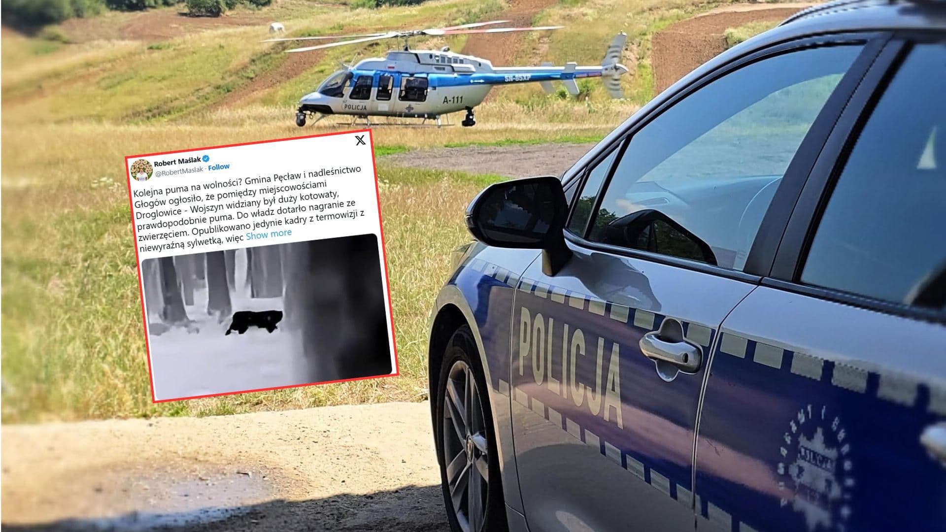 Puma na Dolnym Śląsku? Do akcji wkroczył policyjny śmigłowiec!
