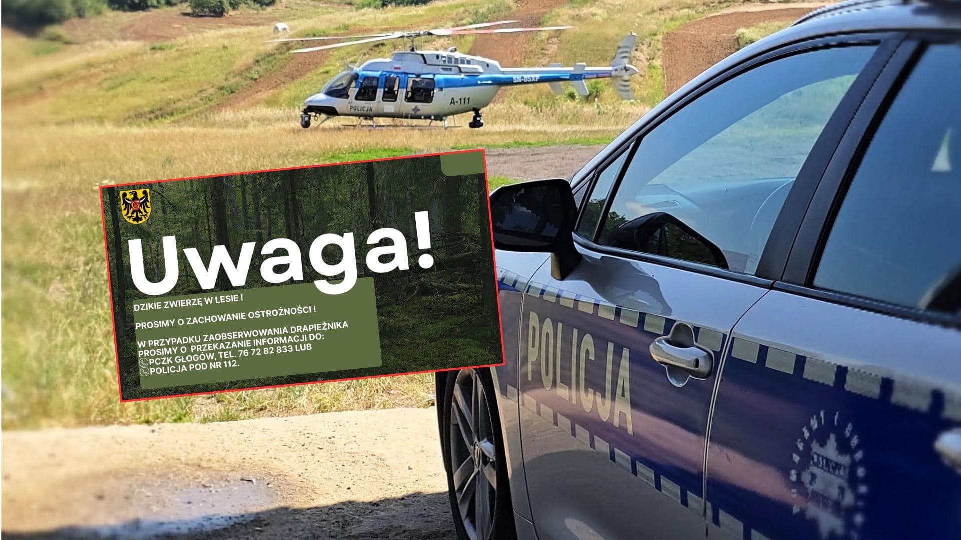 Puma na Dolnym Śląsku? Policja wysłała śmigłowiec