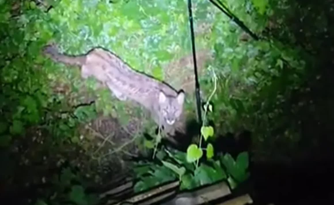 Puma na wolności? Gmina Polanów ostrzega mieszkańców i turystów!