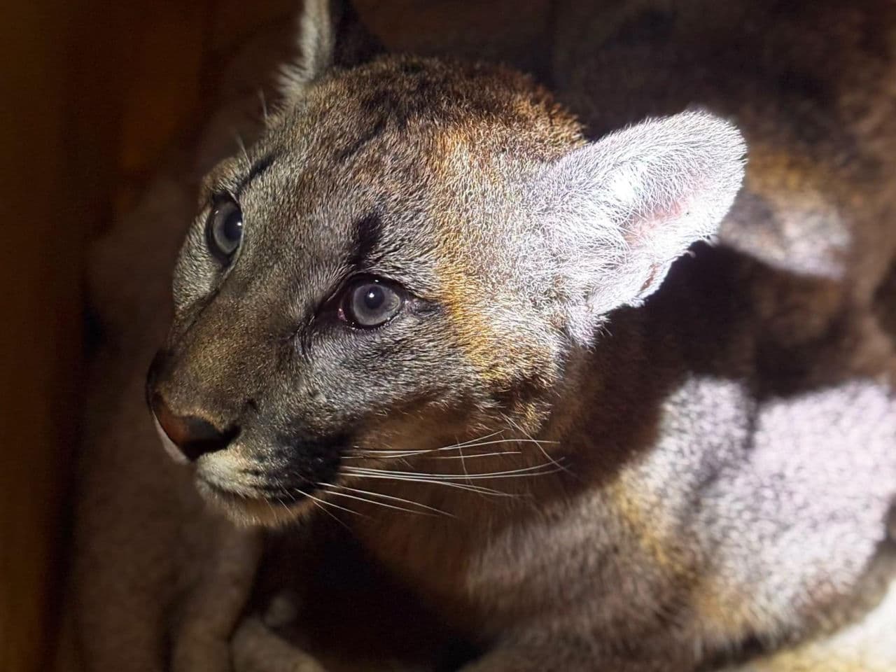 Puma odłowiona, jest w dobrej kondycji