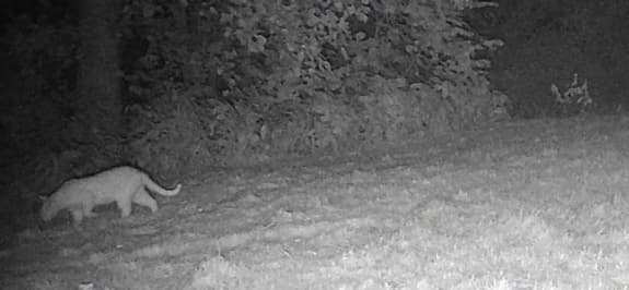 Puma widziana w Golowicach. Trwa akcja służb