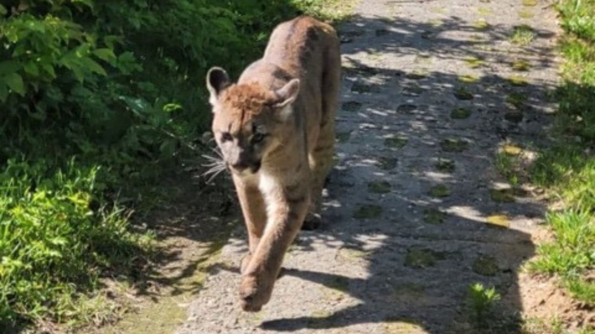 Puma widziana w podkoszalińskich lasach