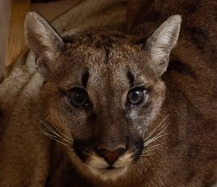 Puma z Polanowa trafiła do poznańskiego zoo. Czekają ją badania