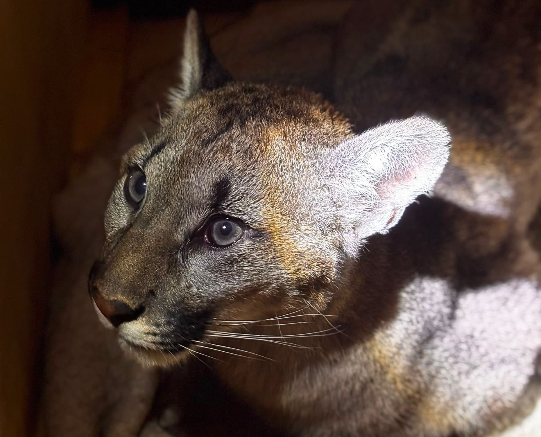 Puma z Polanowa złapana. Drapieżnik bezpiecznie odłowiony po wielu dniach poszukiwań