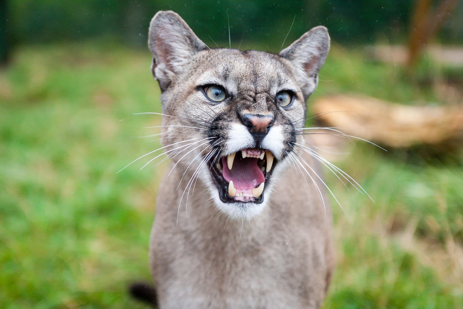 Puma z zachodniopomorskiego w Poznaniu