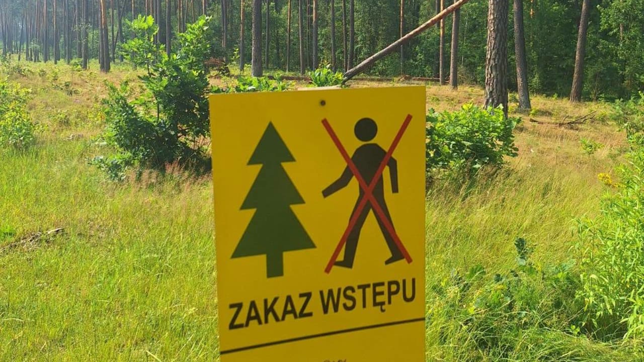 REGION Po wichurach obowiązuje zakaz wstępu do lasu. Sprawdź, gdzie nie wejdziesz